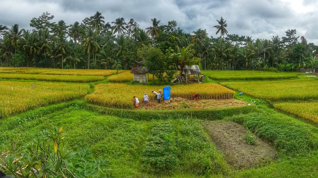Hotel Wayan Garden Ubud Exterior foto